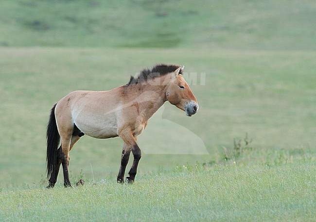 Przewalski's Horse (Equus przewalskii) in Khustain Nuruu National Park, Mongolia. Once extinct in the wild, now reintroduced. stock-image by Agami/James Eaton,