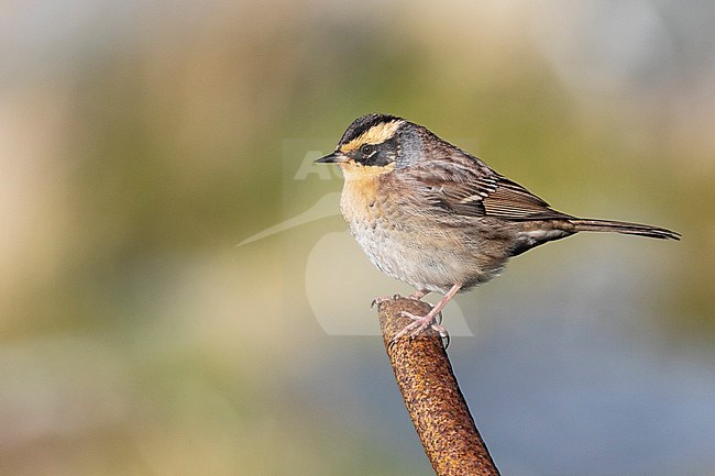 Vagrant Siberian Accentor (Prunella montanella) on the Scottish isles. First record for Great Britain. stock-image by Agami/Josh Jones,