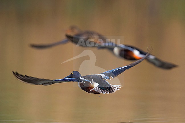 Vliegend mannetje Slobeend; Northern Shoveler male in flight stock-image by Agami/Daniele Occhiato,