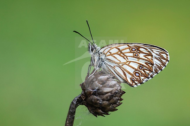 Western Marbled White, Melanargia occitanica stock-image by Agami/Wil Leurs,