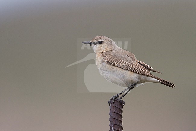 Isabelline Wheatear - Isabellsteinschmätzer - Oenanthe isabellina, Kazakhstan, adult male stock-image by Agami/Ralph Martin,