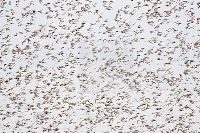 Bonte Strandlopers op trek; Dunlins migrating stock-image by Agami/Menno van Duijn,