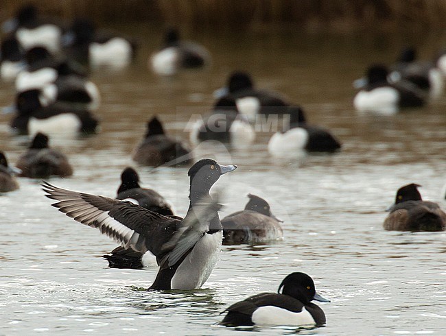 Adult male Ring-necked Duck x Tufted Duck (Aythya collaris x Aythya fuligula). Typical hybrid showing wings with dark primaries reminiscent of Ring-necked and white secondaries which are similiar to those of Tufted. stock-image by Agami/Edwin Winkel,