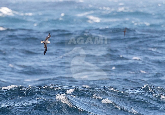White-headed Petrel (Pterodroma lessonii) flying above the southern pacific ocean near New Zealand. Banking over th ocean during a fierce storm. stock-image by Agami/Marc Guyt,