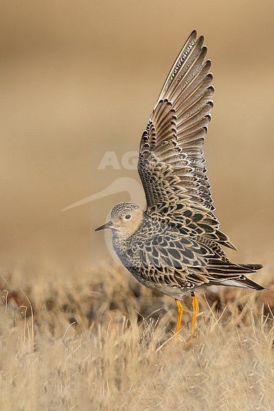 Adult Buff-breasted Sandpiper (Calidris subruficollis) on the arctic tundra near Barrow in northern Alaska, United States. Displaying male in courtship, to attract a mate. stock-image by Agami/Dubi Shapiro,