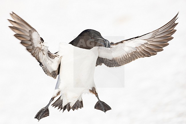  stock-image by Agami/Menno van Duijn,