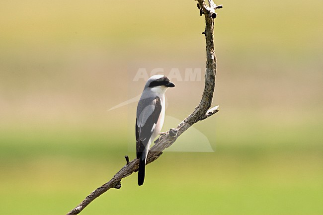 Kleine Klapekster op de uitkijk; Lesser Grey Shrike perched on lookout stock-image by Agami/Marc Guyt,