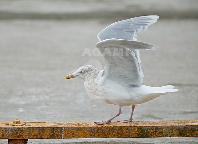 Grote Burgemeester in zit; Glaucous Gull perched stock-image by Agami/Jari Peltomäki,