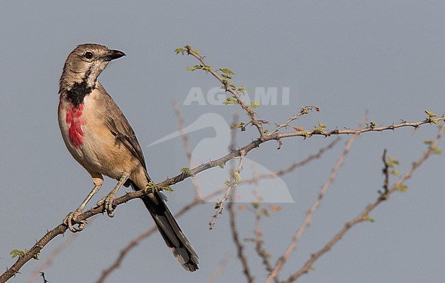 Rosy-patched bushshrike, Rhodophoneus cruentus, in Ethiopia.
Also known as Telophorus cruentus. stock-image by Agami/Ian Davies,