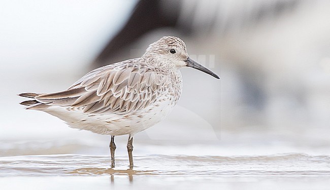 Great Knot (Calidris tenuirostris) wintering in Cairns Esplanade (southern end) in Queensland, Australia. stock-image by Agami/Ian Davies,