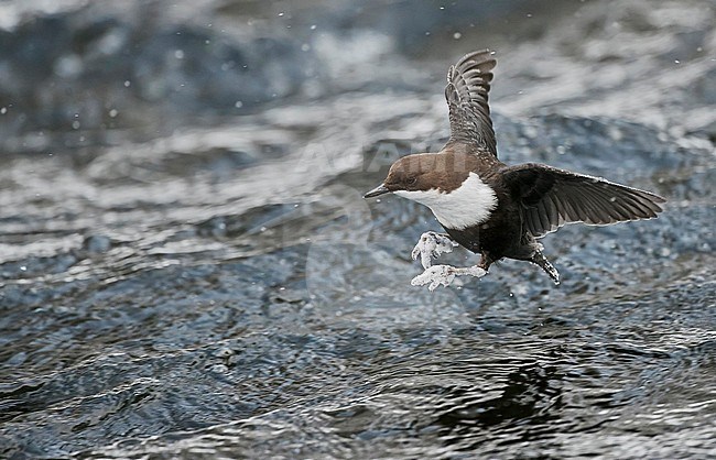 Wintering Black-bellied White-throated Dipper (Cinclus cinclus cinclus) in a fast flowing river at Kuusamo in arctic Finland. stock-image by Agami/Markus Varesvuo,