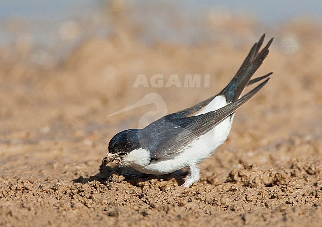 Modder verzamelende Huiszwaluw; Mud collecting Common House Martin (Delichon urbicum) stock-image by Agami/Marc Guyt,