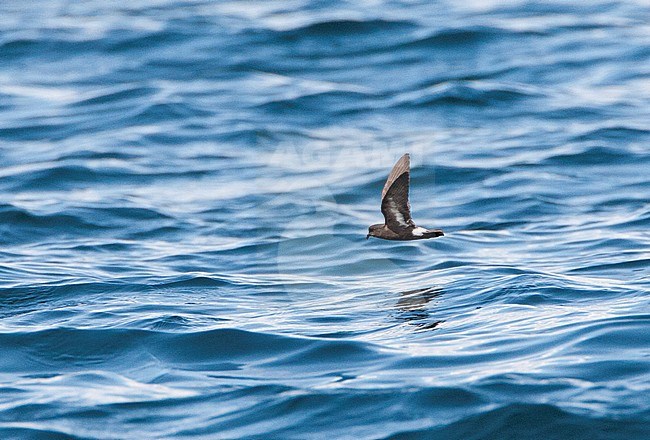 Stormvogeltje vliegend boven zee in Engeland; Flying European Storm-Petrel (Hydrobates pelagicus) above the sea in English waters stock-image by Agami/Marc Guyt,