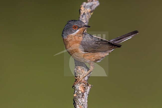Mannetje Westelijke Baardgrasmus; Male Western Subalpine Warbler stock-image by Agami/Daniele Occhiato,