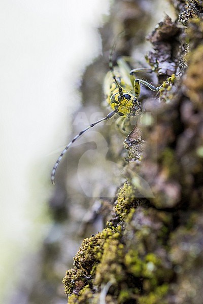 Saperda scalaris - Leiterbock, Germany (Baden-Württemberg), imago, female stock-image by Agami/Ralph Martin,