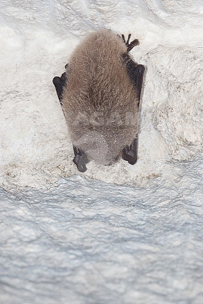 Daubenton's bat in hibernation stock-image by Agami/Theo Douma,