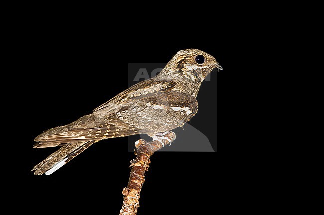 European Nightjar (Caprimulgus europaeus), adult perched on a branch during the night. stock-image by Agami/Saverio Gatto,