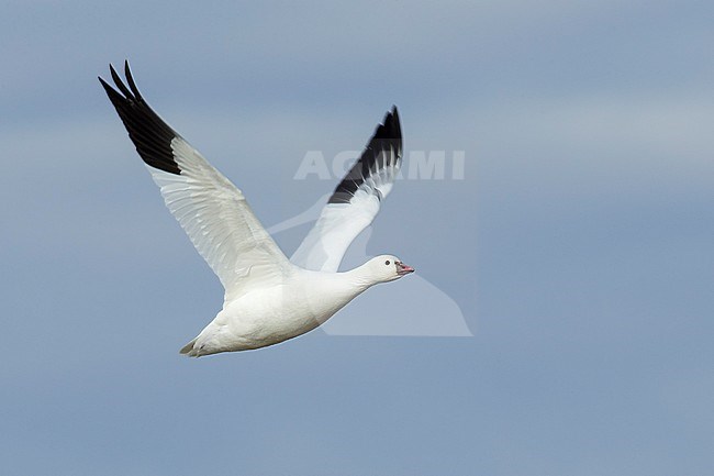 Adult white morph
Socorro Co., N.M.
December 2014 stock-image by Agami/Brian E Small,
