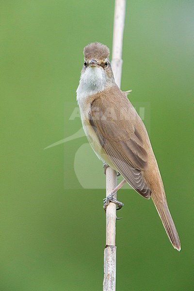 Great Reed Warbler (Acrocephalus arundinaceus), side view of an adult perched on a reed, Campania, Italy stock-image by Agami/Saverio Gatto,