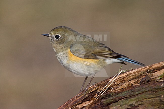immature male Red-flanked Bluetail perched; onvolwassen man Blauwstaart zittend stock-image by Agami/Marc Guyt,