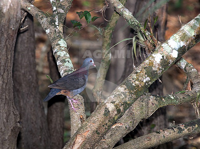 Grey-fronted quail-dove (Geotrygon caniceps) on Cuba. Walking on the ground. stock-image by Agami/Pete Morris,