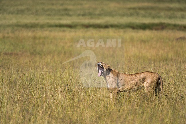 A lion, Panthera leo, yawning. Masai Mara National Reserve, Kenya, Africa. stock-image by Agami/Sergio Pitamitz,