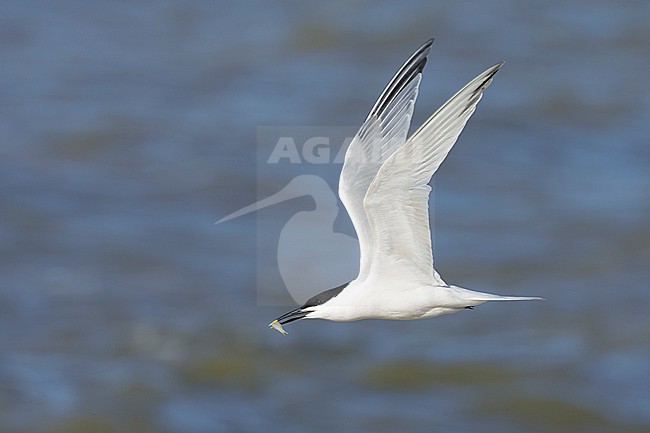 Adult Cabot's Tern, Thalasseus acuflavidus
Galveston Co., Texas.
Flying against the sea as a background. stock-image by Agami/Brian E Small,