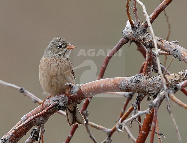 Steenortolaan, Grey-necked Bunting stock-image by Agami/Mike Danzenbaker,
