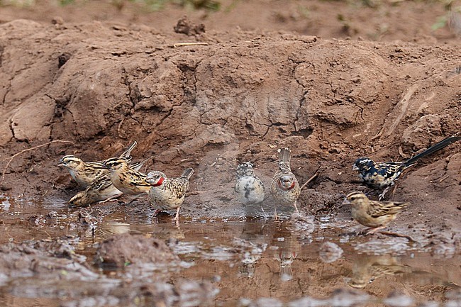Cut-throat finch (Amadina fasciata) in Kenia. Together with other finches at drinking hole. stock-image by Agami/Laurens Steijn,