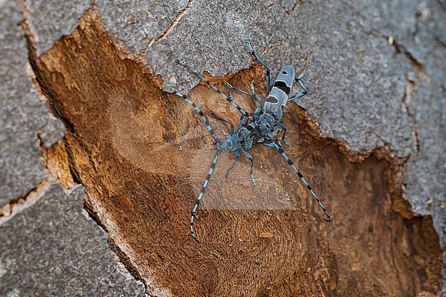 Mating Alpenboktor, Rosalia longicorn, Rosalia alpina stock-image by Agami/Mathias Putze,