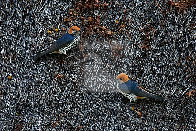 Lesser Striped Swallow, Hirundo abyssinica, Savanne-zwaluw stock-image by Agami/Bas Haasnoot,