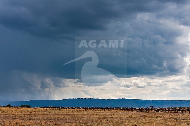 A herd of migrating wildebeests, Connochaetes taurinus, and an approaching storm. Masai Mara National Reserve, Kenya. stock-image by Agami/Sergio Pitamitz,