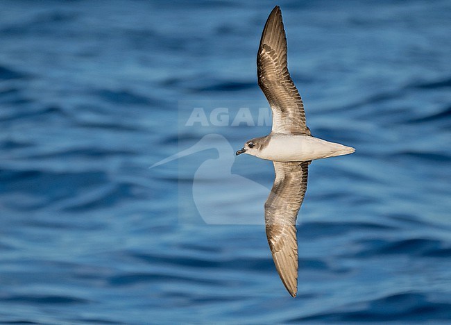 Zino's Petrel (Pterodroma madeira) at sea off Madeira, Portugal. stock-image by Agami/Pete Morris,