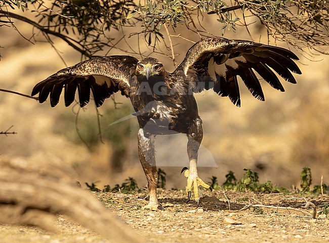 First winter Golden Eagle (Aquila chrysaetos) ready to fly stock-image by Agami/Roy de Haas,