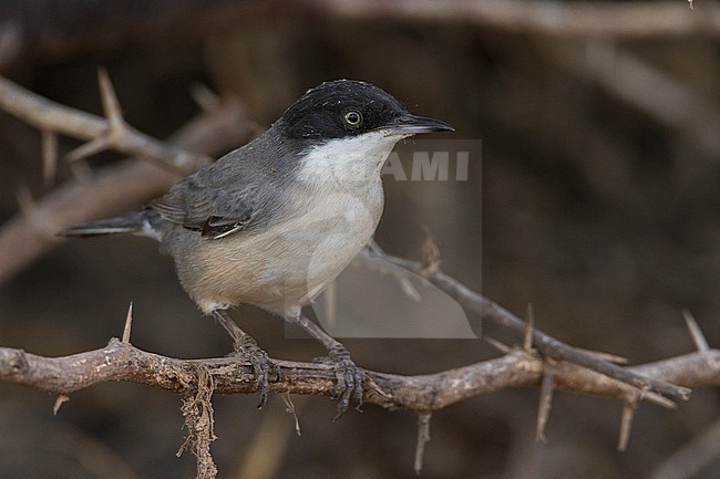 Eastern Orphean Warbler (Sylvia crassirostris), front view of an adult perched in a bush in Oman stock-image by Agami/Saverio Gatto,