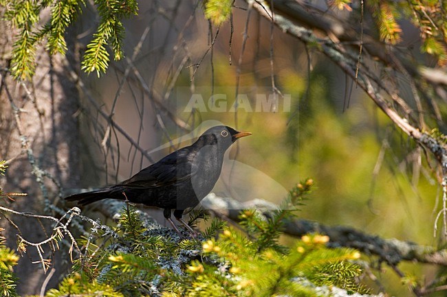 Common Blackbird male perched; Merel man zittend stock-image by Agami/Markus Varesvuo,