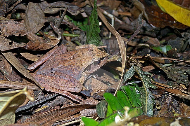 Madagascar jumping frog (Aglyptodactylus madagascariensis) sitting in dry leaf litter on forest floor in Madagascar. The species has a wide distribution across the eastern side of the island stock-image by Agami/Pete Morris,