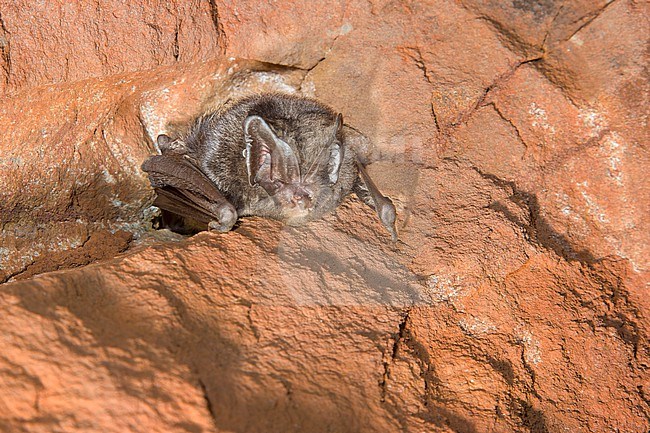 Barbastelle hibernating in a batcave stock-image by Agami/Theo Douma,