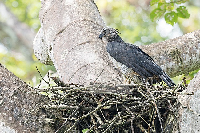 Harpy Eagle (Harpia harpyja) perched on a branch at its nest site  in Panama. stock-image by Agami/Glenn Bartley,
