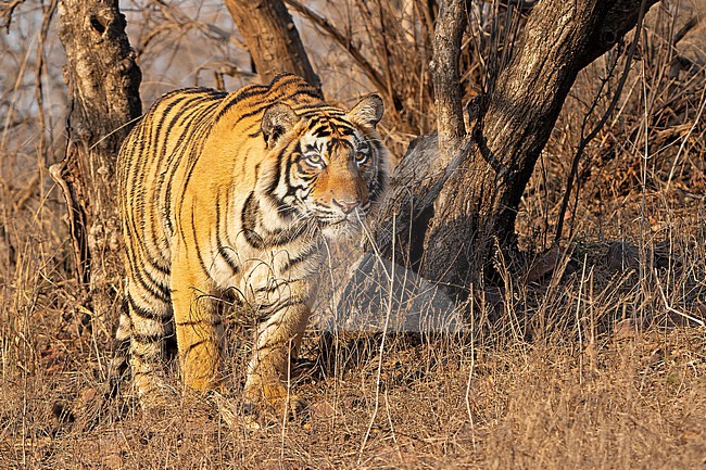 Bengal Tiger, Panthera tigris tigris, in India. stock-image by Agami/Dani Lopez-Velasco,