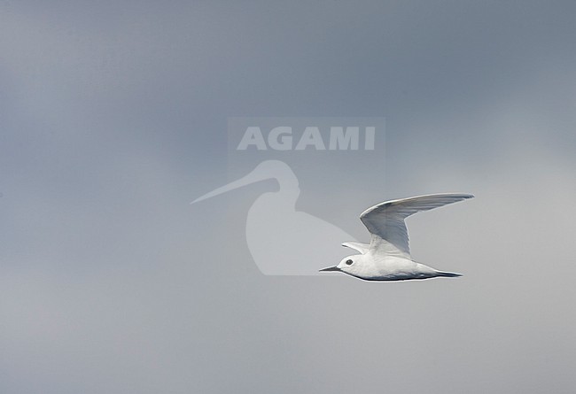 Atlantic white tern, Gygis alba alba) in the atlantic ocean. Also known as Fairy tern of White Noddy. stock-image by Agami/Marc Guyt,