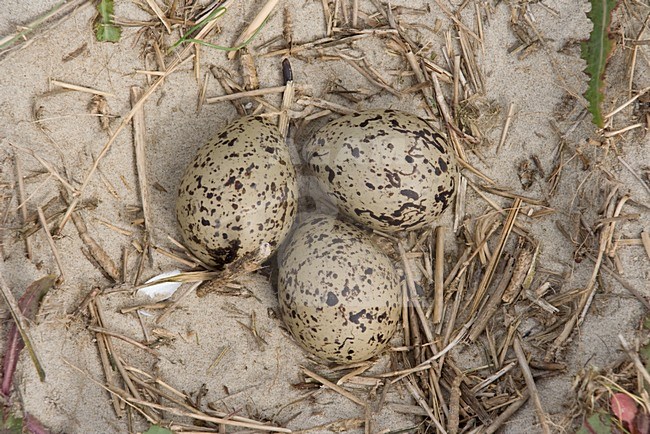 Nest van de Scholekster; Nest of Eurasian Oystercatcher stock-image by Agami/Arnold Meijer,