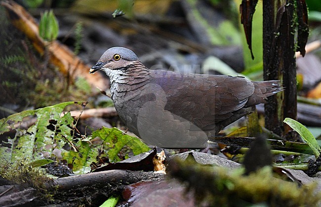White-throated Quail-Dove, Zentrygon frenata) in Andean rainforest in Ecuador. stock-image by Agami/Laurens Steijn,
