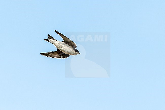 Tumbes Swallow (Tachycineta stolzmanni) in northern Peru. stock-image by Agami/Dani Lopez-Velasco,