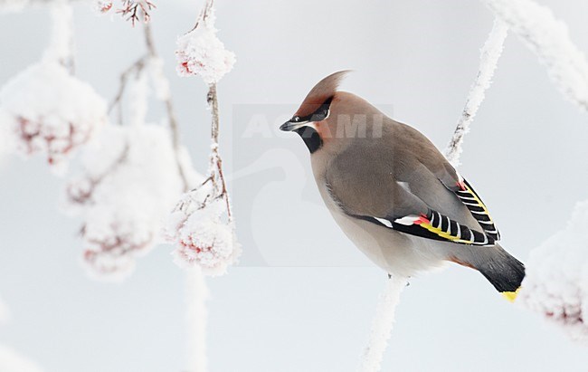 Volwassen Pestvogel foeragerend op bessen in de winter; Adult Bohemian Waxwing foraging on berries in winter stock-image by Agami/Markus Varesvuo,