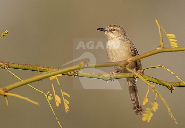 River Prinia (Prinia fluviatilis) at Djoudj NP stock-image by Agami/Eduard Sangster,