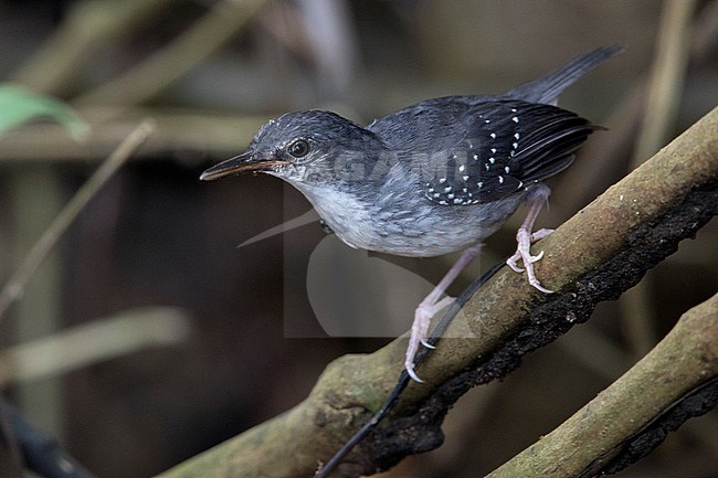 A male Silvered Antbird (Sclateria naevia argentata) at Puerto Nariño, Amazonas, Colombia. stock-image by Agami/Tom Friedel,
