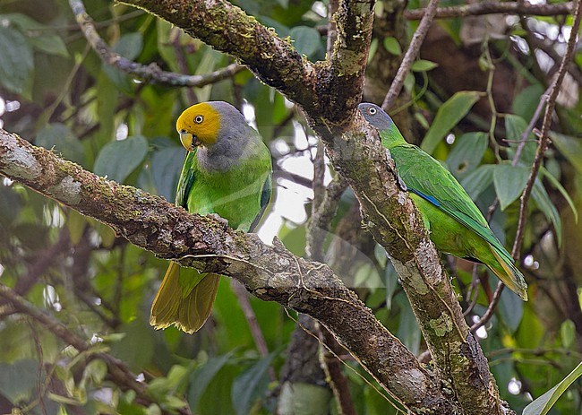 Song Parrot (Geoffroyus heteroclitus) in the Solomon Islands. stock-image by Agami/Pete Morris,