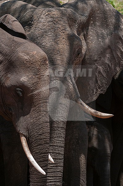 A close up portrait of two African elephants, Loxodonta africana, and a calf. Chobe National Park, Botswana. stock-image by Agami/Sergio Pitamitz,