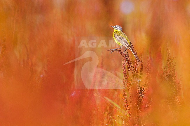 Blue-headed Yellow Wagtail, Motacilla flava flava perched in top op red weed stock-image by Agami/Menno van Duijn,